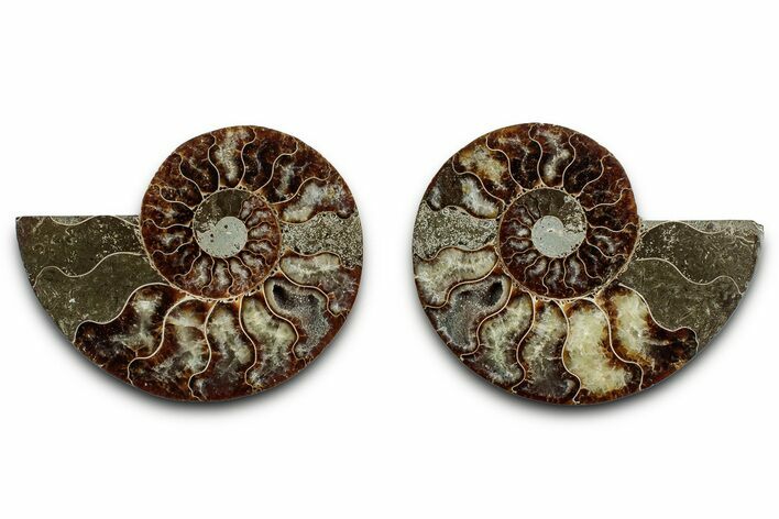 Cut & Polished, Agatized Ammonite Fossil - Madagascar #346162